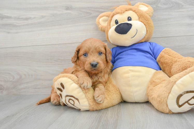 Sweet Mini Goldendoodle Baby
