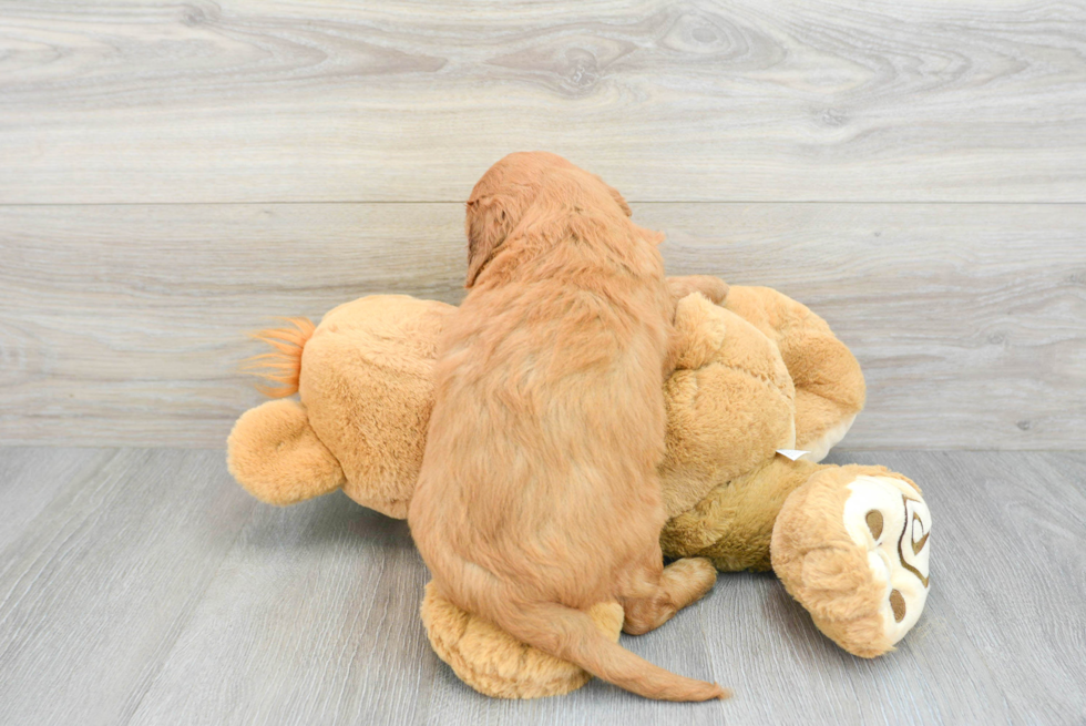 Mini Goldendoodle Pup Being Cute