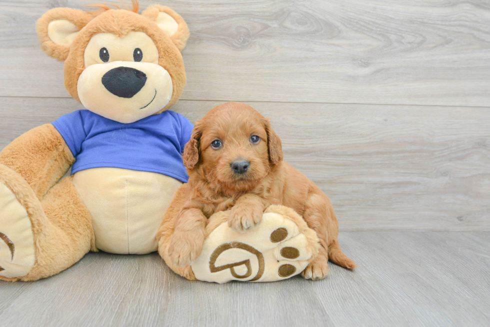 Adorable Golden Retriever Poodle Mix Puppy