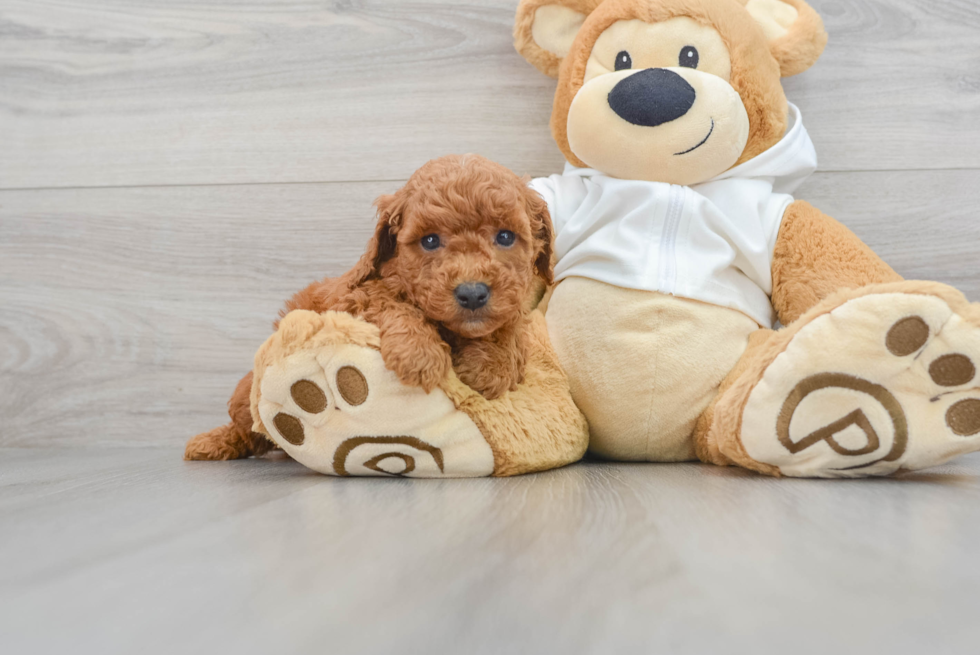 Little Golden Retriever Poodle Mix Puppy