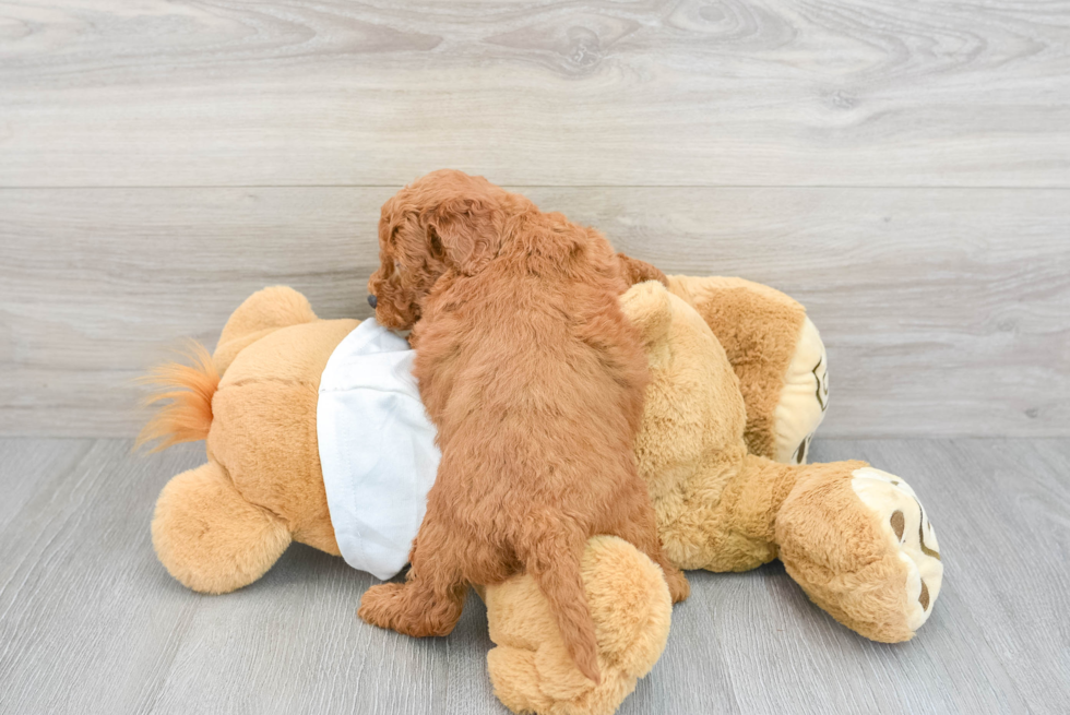 Mini Goldendoodle Pup Being Cute