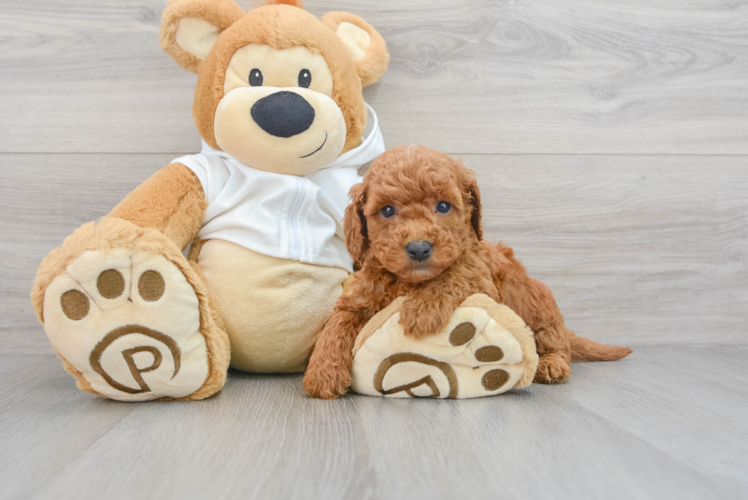 Small Mini Goldendoodle Baby