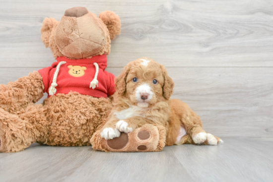 Energetic Golden Retriever Poodle Mix Puppy