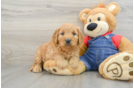 Funny Mini Goldendoodle Poodle Mix Pup