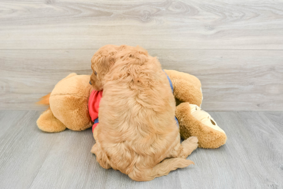 Happy Mini Goldendoodle Baby