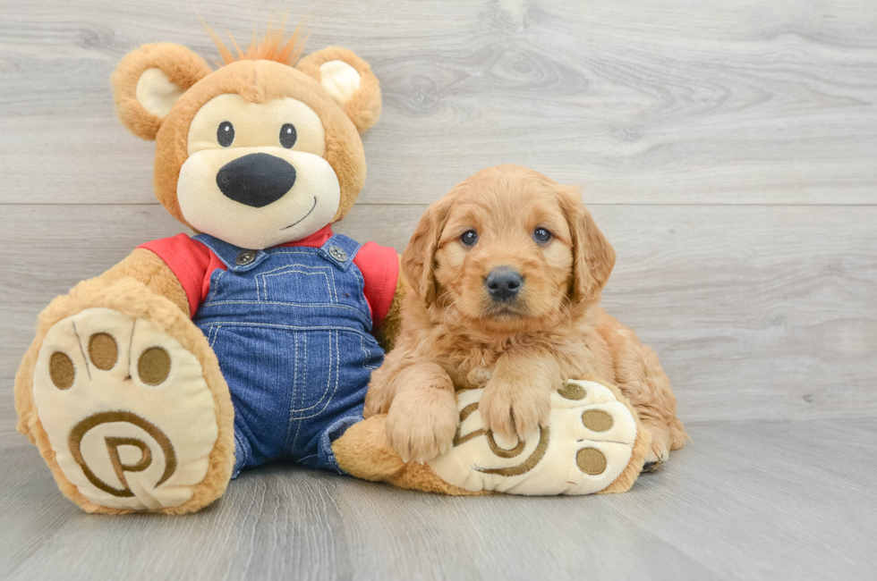 5 week old Mini Goldendoodle Puppy For Sale - Premier Pups