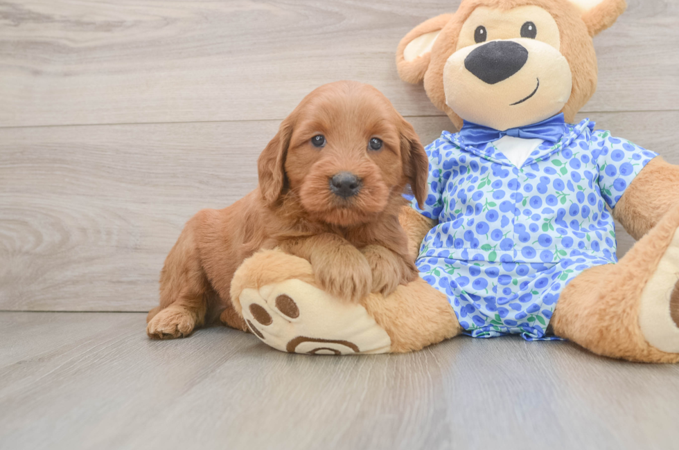 6 week old Mini Goldendoodle Puppy For Sale - Premier Pups