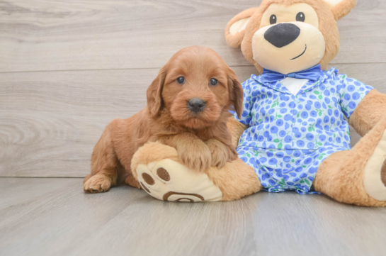 Petite Mini Goldendoodle Poodle Mix Pup
