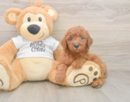 7 week old Mini Goldendoodle Puppy For Sale - Premier Pups
