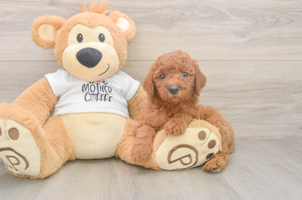 5 week old Mini Goldendoodle Puppy For Sale - Premier Pups