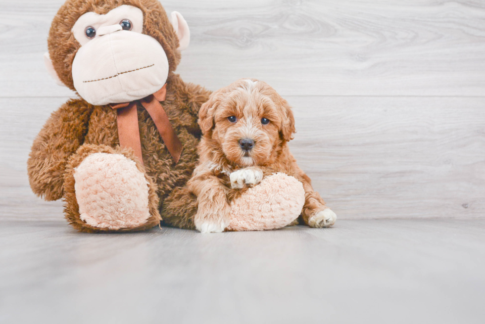 Small Mini Goldendoodle Baby