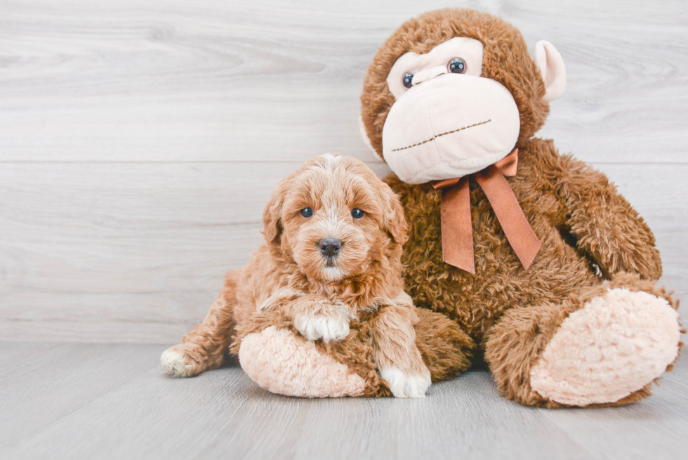 Smart Mini Goldendoodle Poodle Mix Pup