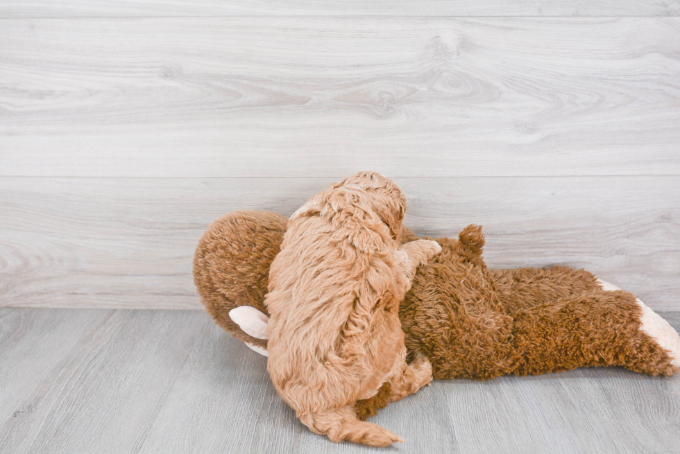 Best Mini Goldendoodle Baby