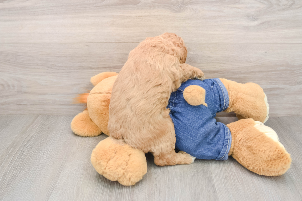 Friendly Mini Goldendoodle Baby