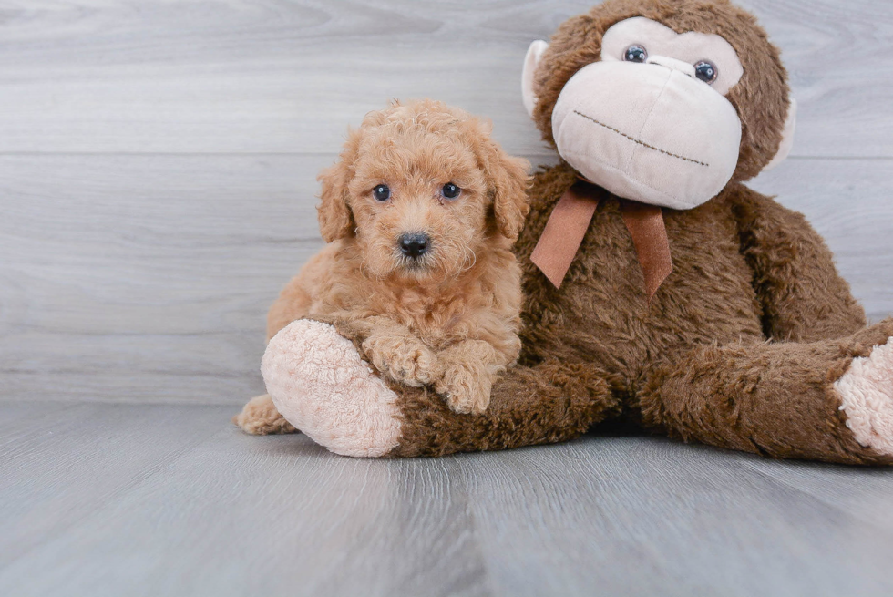 Mini Goldendoodle Puppy for Adoption