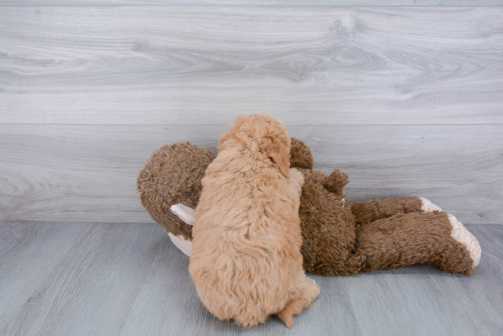 Smart Mini Goldendoodle Poodle Mix Pup