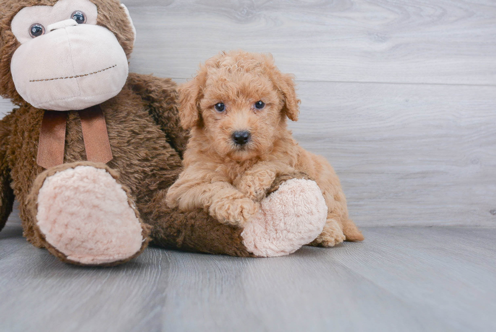 Small Mini Goldendoodle Baby