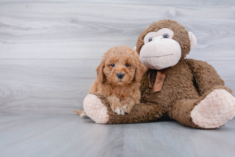 Mini Goldendoodle Pup Being Cute