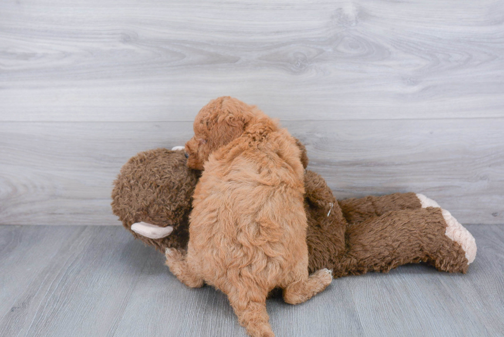 Little Golden Retriever Poodle Mix Puppy