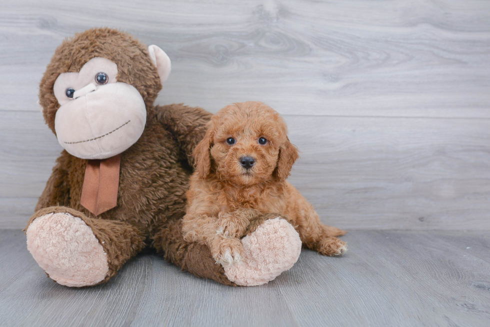 Friendly Mini Goldendoodle Baby