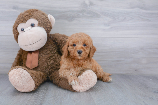 Friendly Mini Goldendoodle Baby