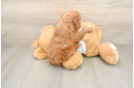 Petite Mini Goldendoodle Poodle Mix Pup