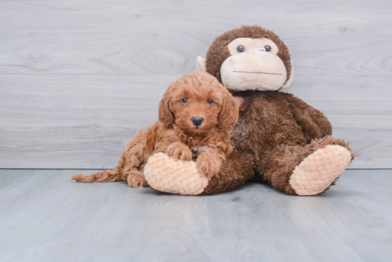 Smart Mini Goldendoodle Poodle Mix Pup