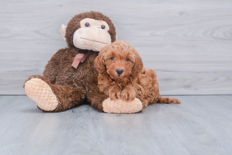 Mini Goldendoodle Pup Being Cute