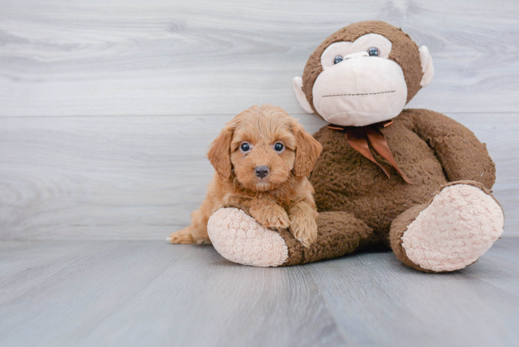 Mini Goldendoodle Pup Being Cute