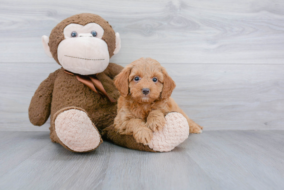 Best Mini Goldendoodle Baby