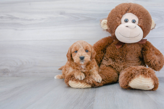 Energetic Golden Retriever Poodle Mix Puppy