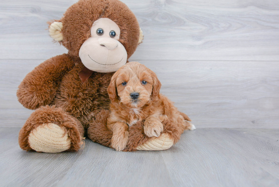 Best Mini Goldendoodle Baby