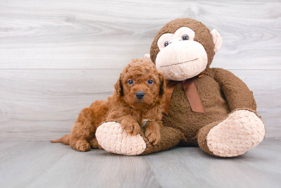 Mini Goldendoodle Pup Being Cute