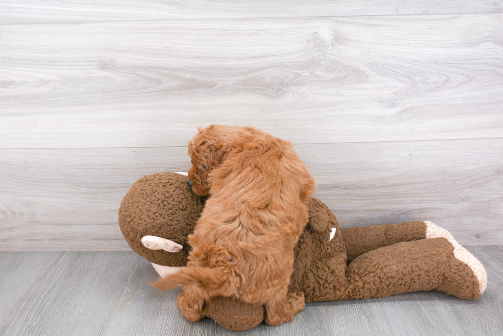 Best Mini Goldendoodle Baby