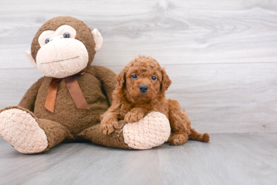 Mini Goldendoodle Puppy for Adoption