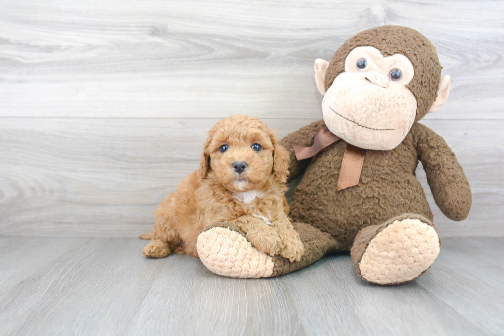 Small Mini Goldendoodle Baby