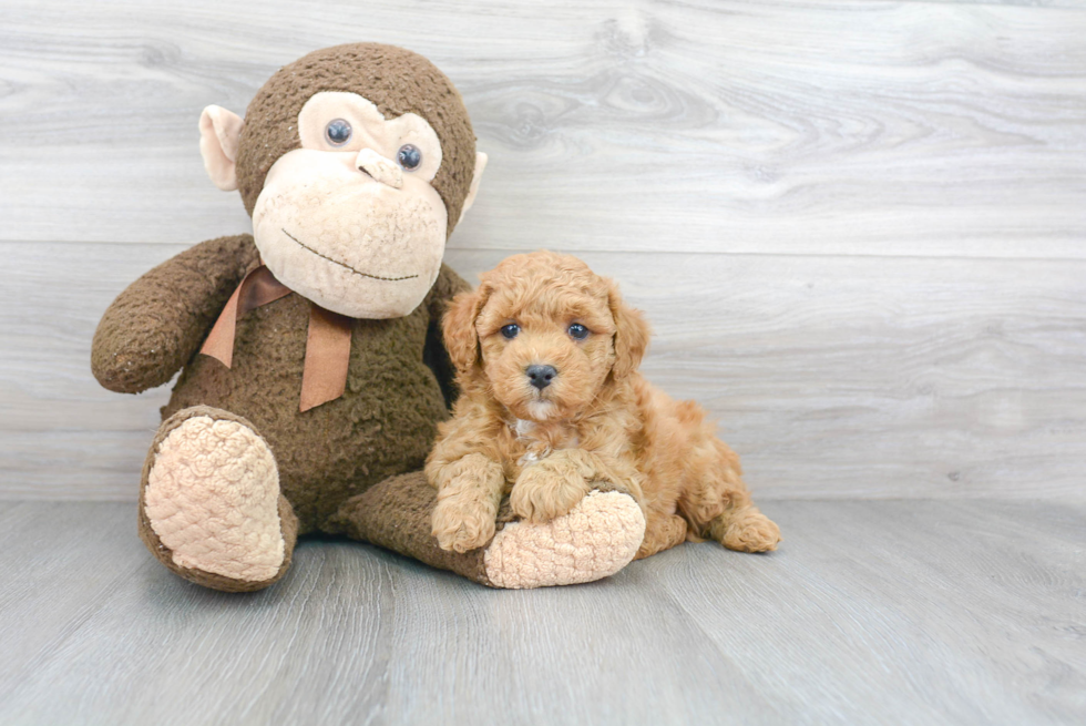 Smart Mini Goldendoodle Poodle Mix Pup