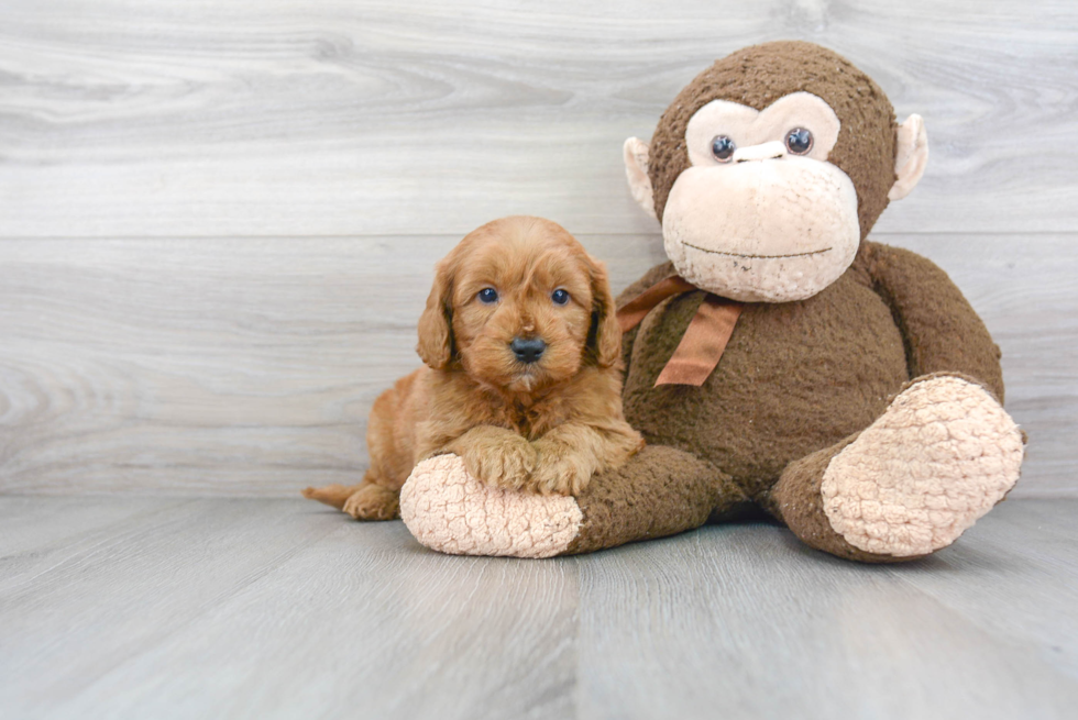 Mini Goldendoodle Puppy for Adoption