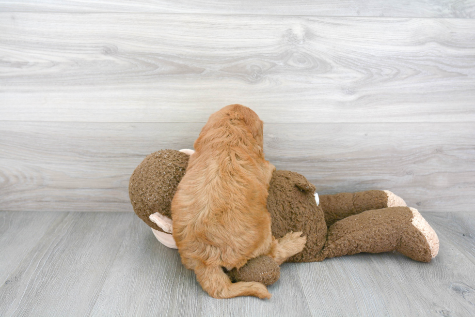 Funny Mini Goldendoodle Poodle Mix Pup