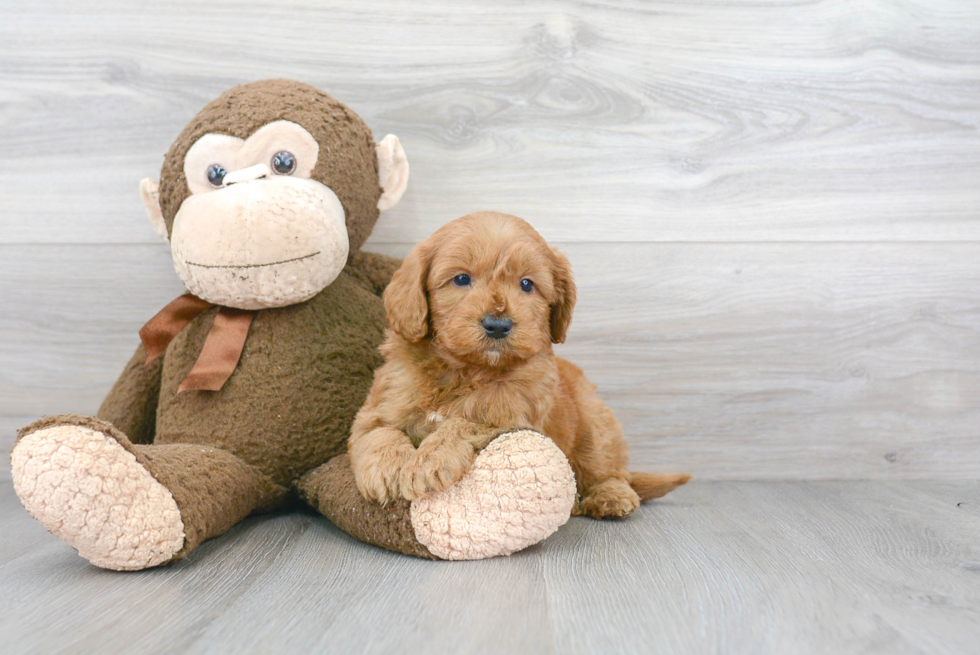 Cute Mini Goldendoodle Baby