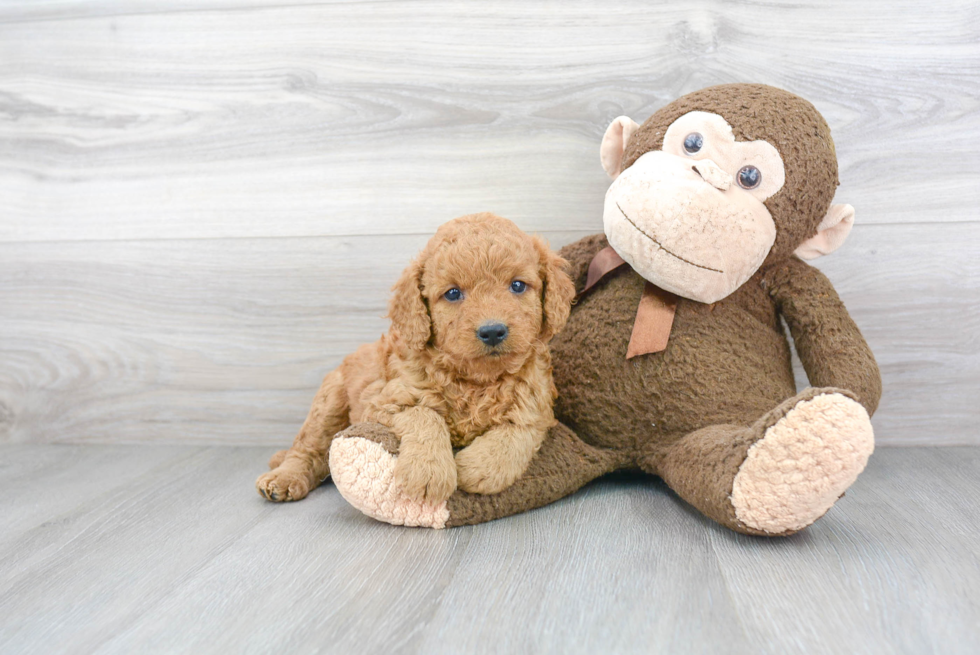 Adorable Golden Retriever Poodle Mix Puppy