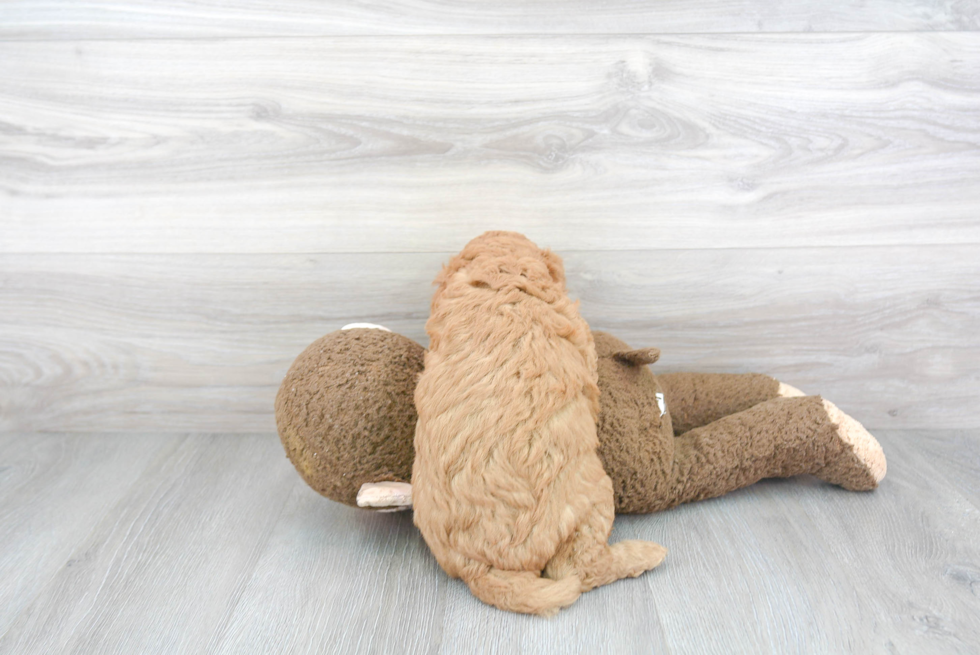 Mini Goldendoodle Puppy for Adoption