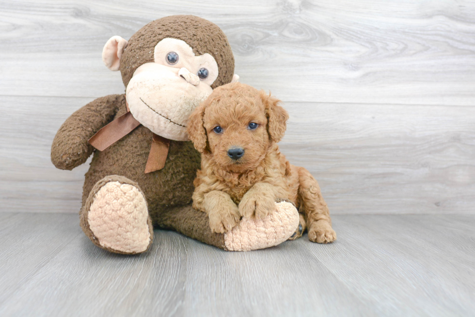 Best Mini Goldendoodle Baby