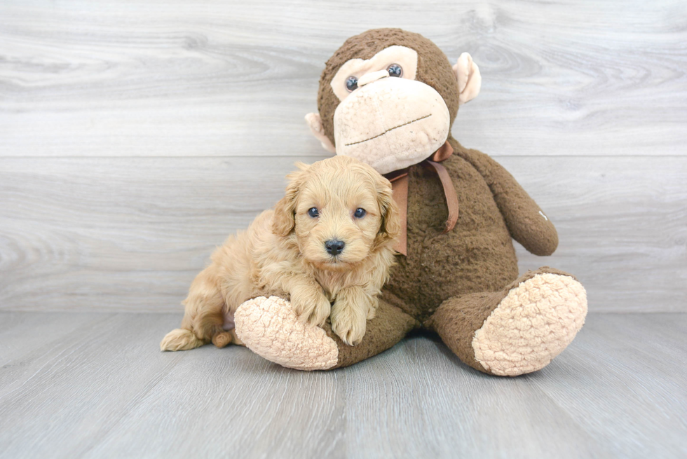 Smart Mini Goldendoodle Poodle Mix Pup