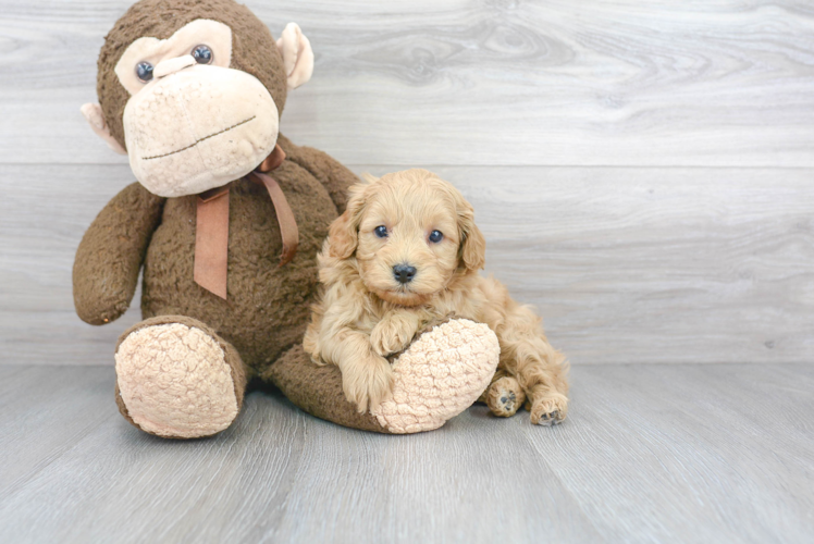 Best Mini Goldendoodle Baby