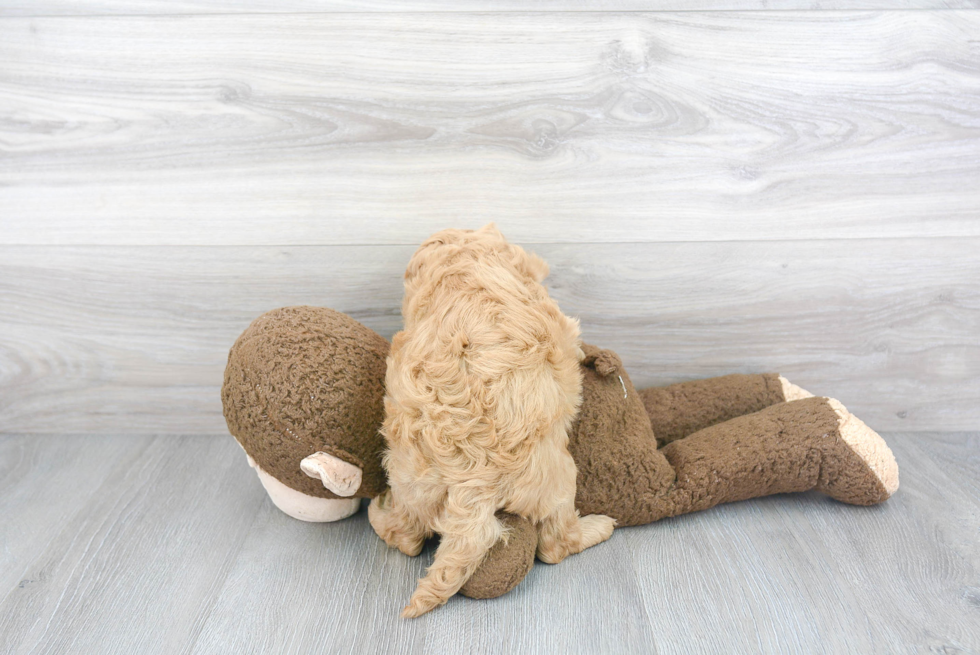 Friendly Mini Goldendoodle Baby