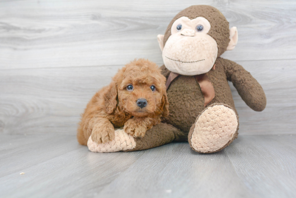 Best Mini Goldendoodle Baby