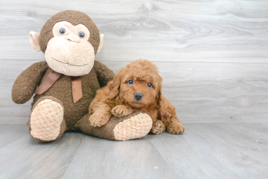 Cute Mini Goldendoodle Baby