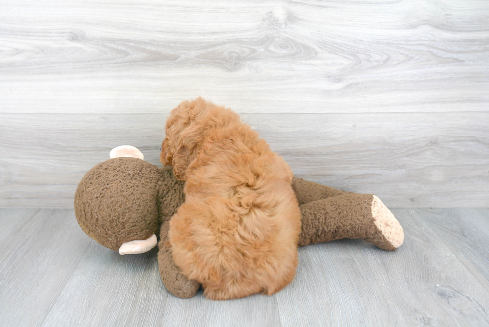 Playful Golden Retriever Poodle Mix Puppy