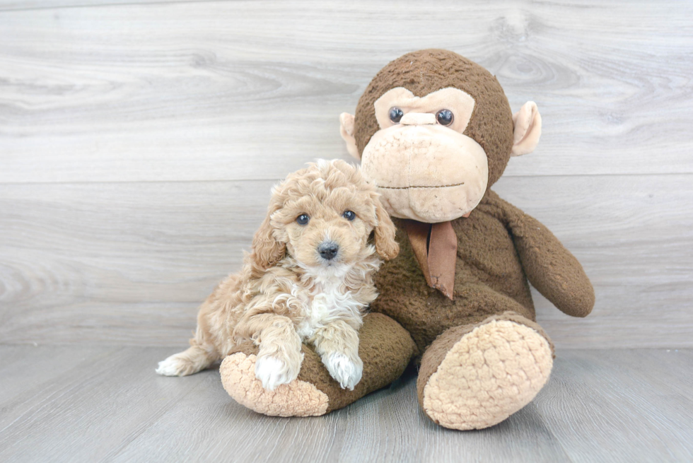 Mini Goldendoodle Pup Being Cute